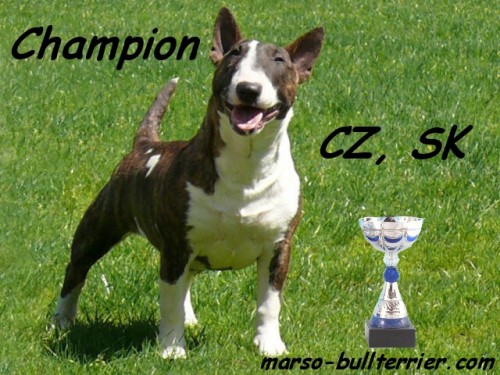 Miniaturn� bullterier 