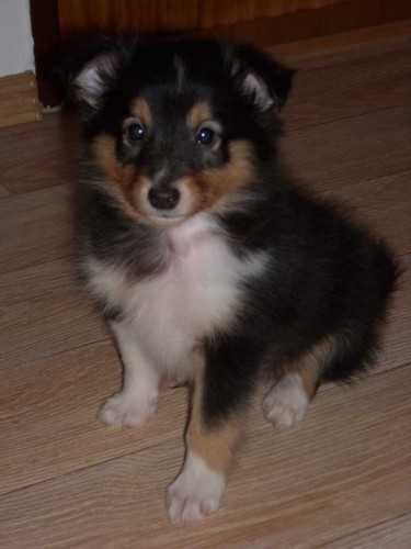 Sheltie-prod�m �t���tka