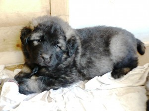 �arplaninec �t���tka s PP, vynikaj�c� cena