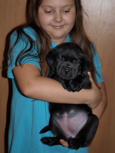 �t���tko labradorsk�ho retr�vra