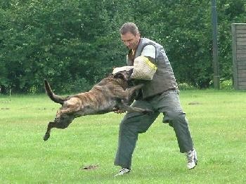 Holandsk� ov��k