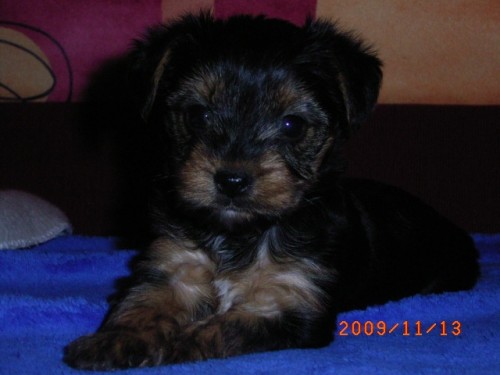 Jork��rsk� teri�r