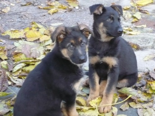 N�meck� ov��k, �t��ata s PP, �ern�, znaky