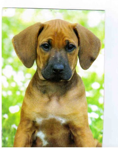 Prod�m �t���tka RhodesianRidgeback