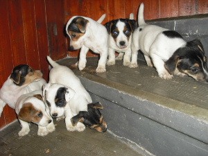 Jack Russell Terier