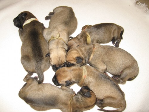 Prod�m �t�n� bullmastifa s PP