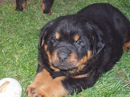 prod�m kr�sn� �t���tka RTW bez PP