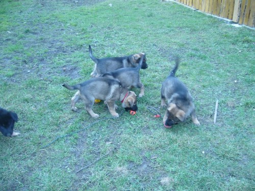 n�meck� ov��k