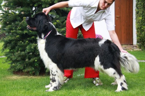 Novofundlandsk� pes s PP