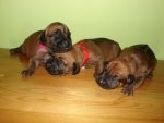 Rhodesian Ridgeback-kr�sn� a zdrav� nest. hol�i�ky s PP