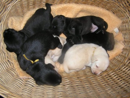 Labradorsk� retriever s PP