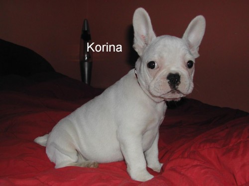 Francouzsky buldo�ek �te��tka