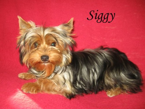 Jork��rsk� teri�r s PP