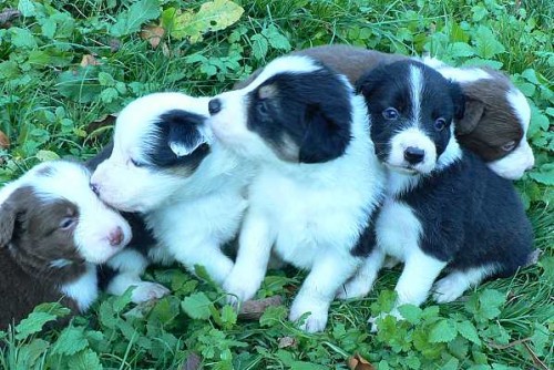 BORDER KOLIE �T���TKA, �T�N�