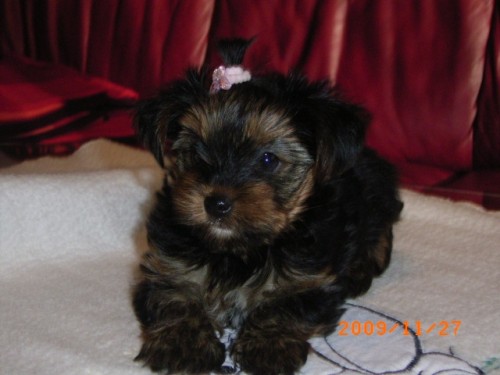 JORK��RSK� TERI�R