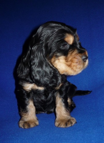 Anglick� kokr�pan�l s PP