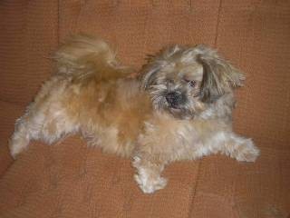 Kryt� Lhasa  Apso