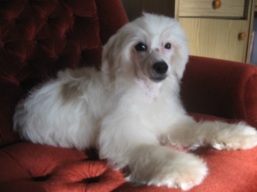 ��nsk� chocholat� pes