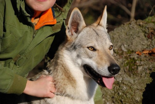 �t��ata �eskoslovenk�ho vl��ka