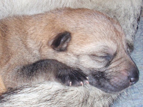 �eskoslovensk� vl��k - n�dhern� �ubinka