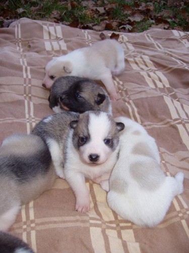 Z�padosibi�sk� lajka