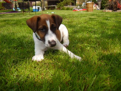 Foxterier hladkosrst�