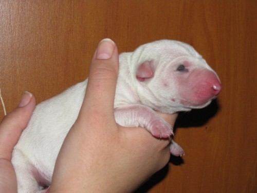 �t��ata bulteri�ra