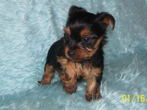 Jork��rsk� teri�r - �t��ata bez pp