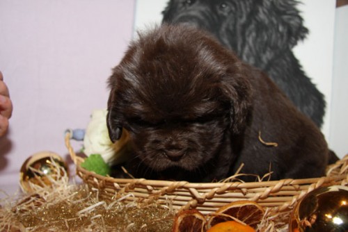 Novofundlandsk� pes