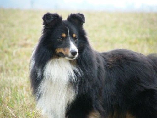 Kryt� sheltie