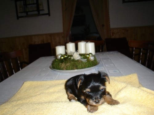 �t��ata york��rsk�ho teriera