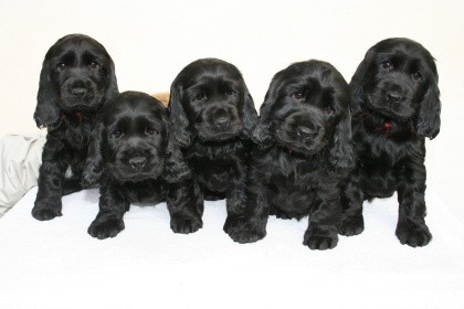 Anglick� kokr�pan�l