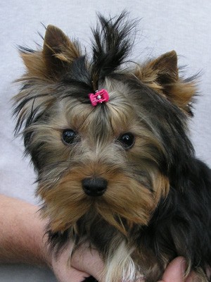 �t��ata jork��ra