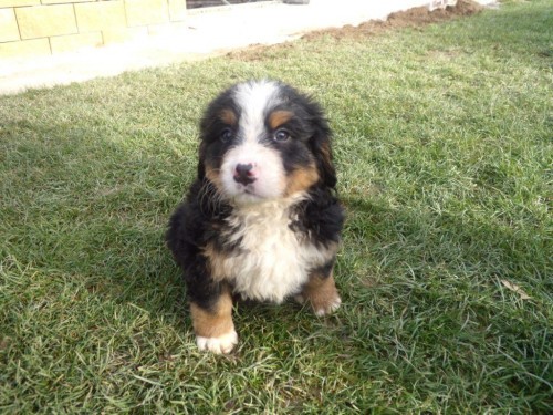 Bernsk� sala�nick� pes