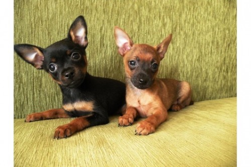 Pra�sk� krysa��k