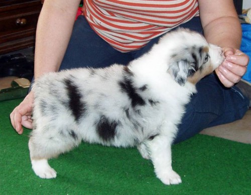 Australsk� ov��k