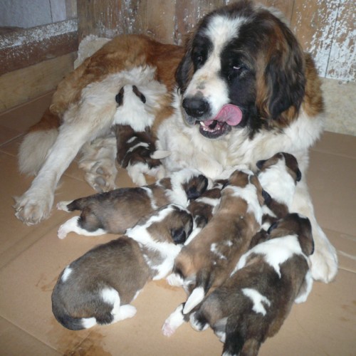 Moskevsk� str�n� pes