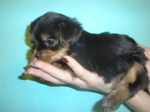 Jork��rsk� teri�r - �t���tka s PP