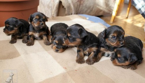 Jork��rsk� teri�r - st��ata bez PP - 2 pejsci