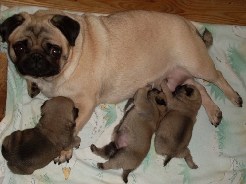 Mops b�ov� a �ern�