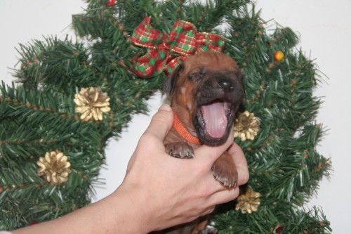 Rhod�zsk� ridgeback s PP