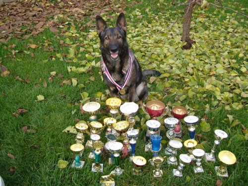 N�meck� ov��k-�t�nata bez PP