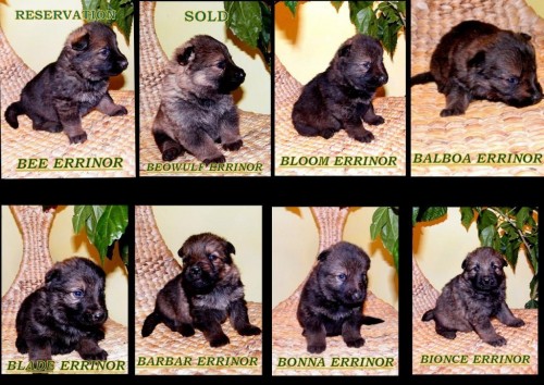 PROD�M �T��ATA N�MECK�HO OV��KA-ELLUTE v.d.MOHNWIESE -NOVE VIDEO 