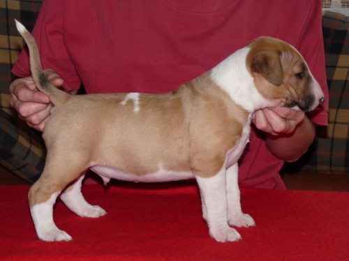 BULTERI�R - �t��ata