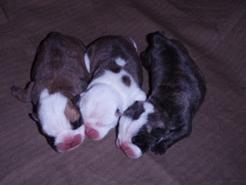 Anglick� Buldok s PP - bulldog