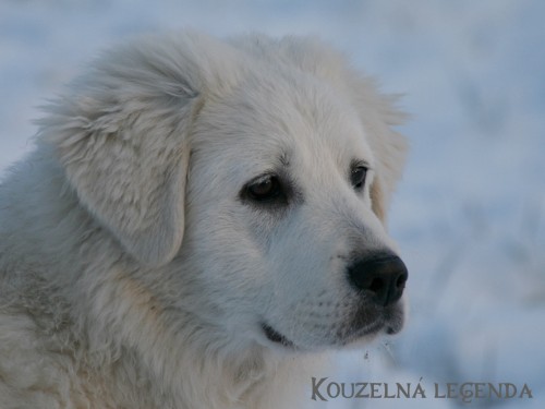 Slovensk� �uva� s PP