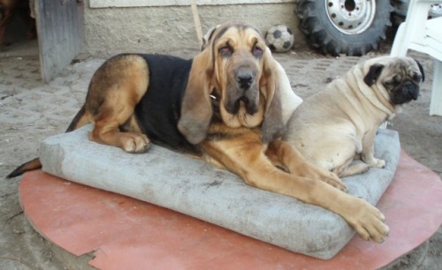 su�ka bloodhound s PP