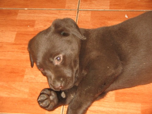 Labradorsk� retriever s PP