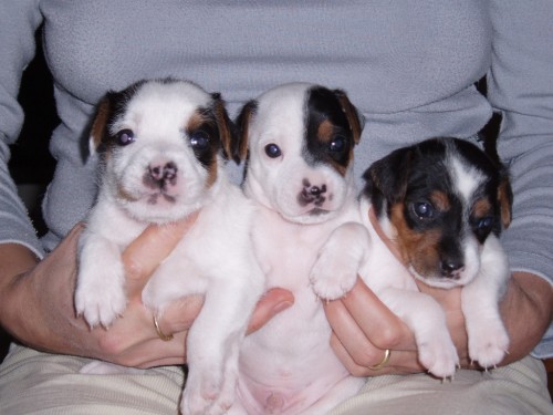 �t��ata Parson Russell terier