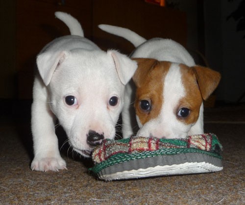 Jack Russell teri�r